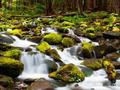 Hutan Air Terjun untuk bermain dalam talian