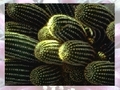 Cactus untuk bermain dalam talian