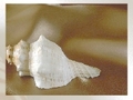 Sea shell untuk bermain dalam talian