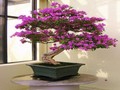 Bougainvillea teka-teki untuk bermain dalam talian