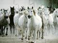 White Horse Jigsaw untuk bermain dalam talian